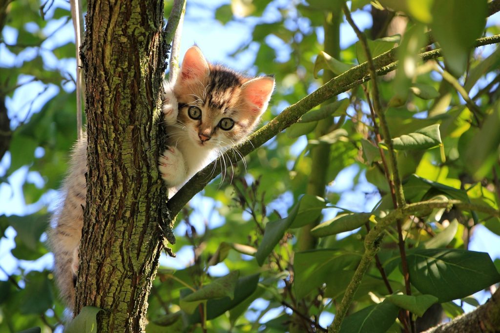 Um das Leid von freilebenden Katzen zu verringern, hat der Kreis Recklinghausen im Frühjahr letzten Jahres eine Katzenschutzverordnung erlassen.