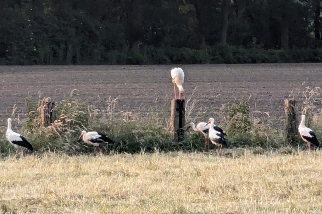 In Altendorf gab es jetzt zahlreiche Störche zu bestaunen. Die rund 18 Vögel beobachteten die Landwirte bei der Ernte und hofften auf Snacks.