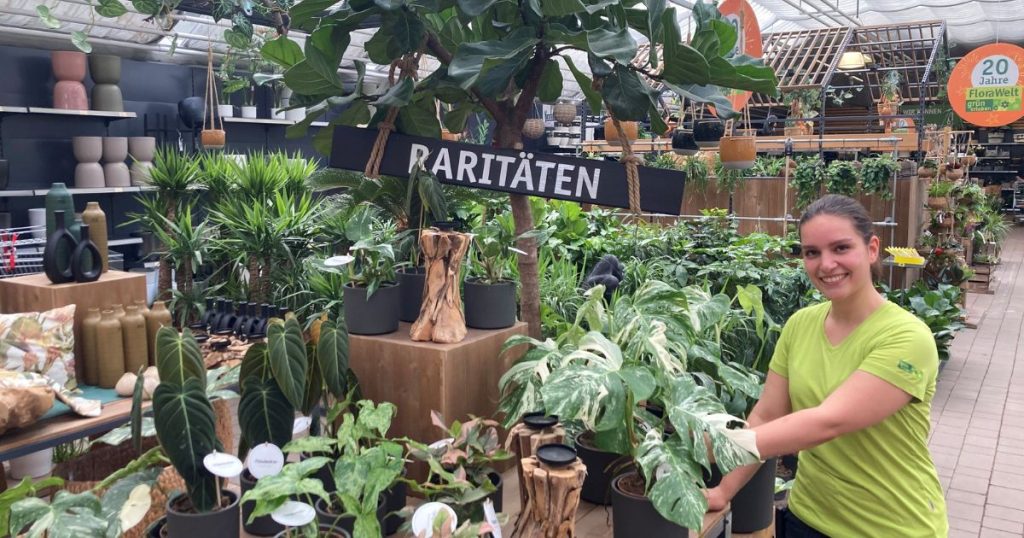 In der FloraWelt in Östrich findet jeder Pflanzenliebhaber etwas Besonderes. Von herzförmig-samtigen bis panaschierten Blättern - das größte Gartencenter Dorstens hält eine exklusive Auswahl tropischer Zimmerpflanzen bereit.