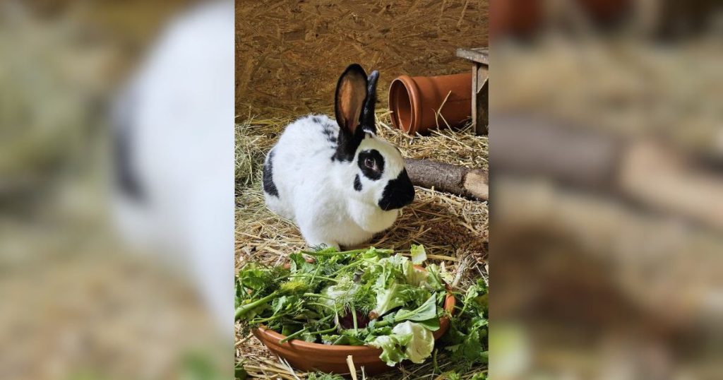 In Zusammenarbeit mit dem Tierheim Dorsten stellen wir das Tier der Woche vor. Diese Woche ist es: Riesenkaninchen-Mädchen Milka war bereits einmal vermittelt und hat dann leider Ihren Partner verloren. Nun ist sie wieder auf der Suche nach einem neuen schönen Zuhause.