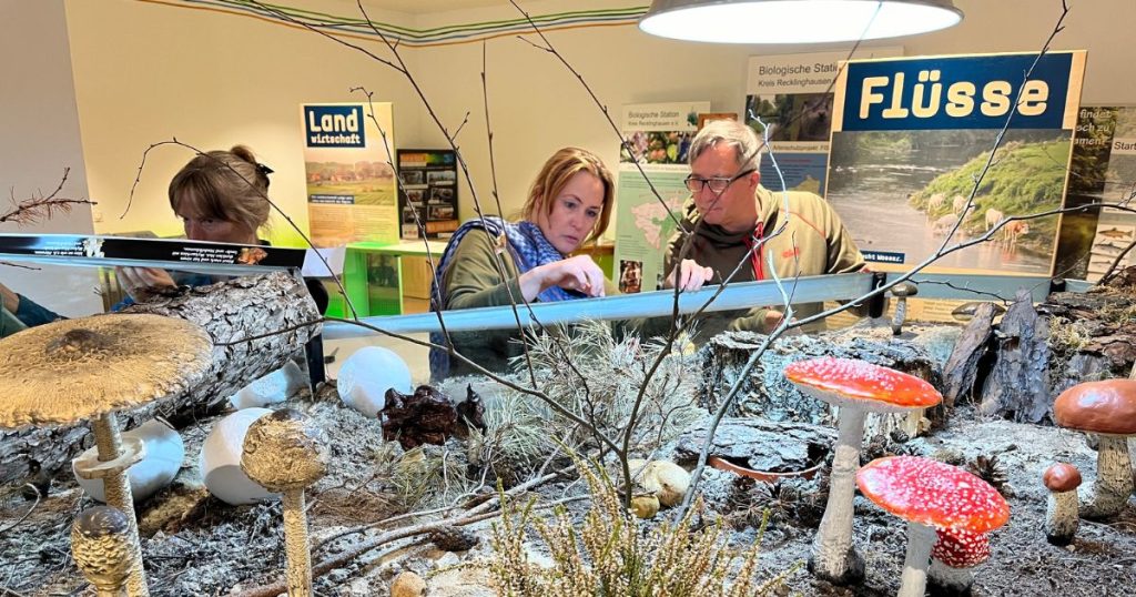 Vor der offiziellen Eröffnung der Pilzausstellung in der Biologischen Station Kreis Recklinghausen können Besucher am 18.08. und 01.09.2024 an geführten Touren teilnehmen, die Einblicke in die Welt der Pilze bieten.