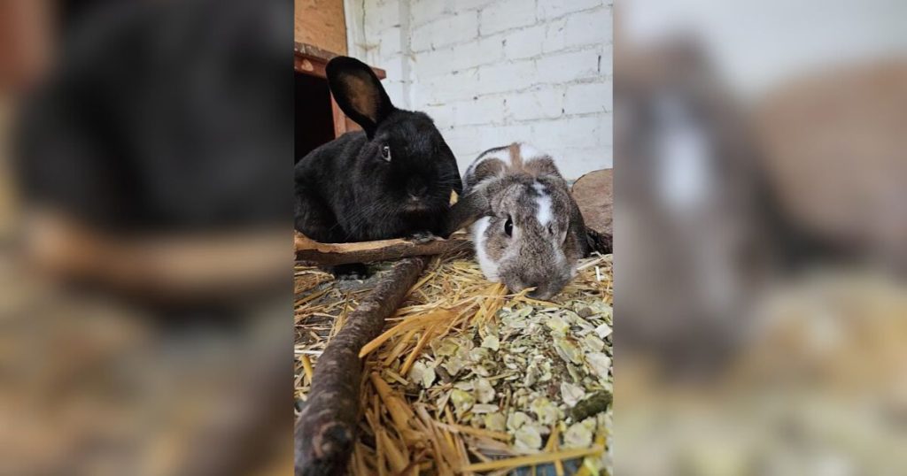 In Zusammenarbeit mit dem Tierheim Dorsten stellen wir das Tier der Woche vor. Diese Woche ist es: Lennon und Flocki kamen im Juli als Abgabetiere zu uns ins Tierheim. Da die beiden sich wirklich sehr gerne mögen, würden wir uns freuen wenn sich ein Zuhause für beide zusammen findet.